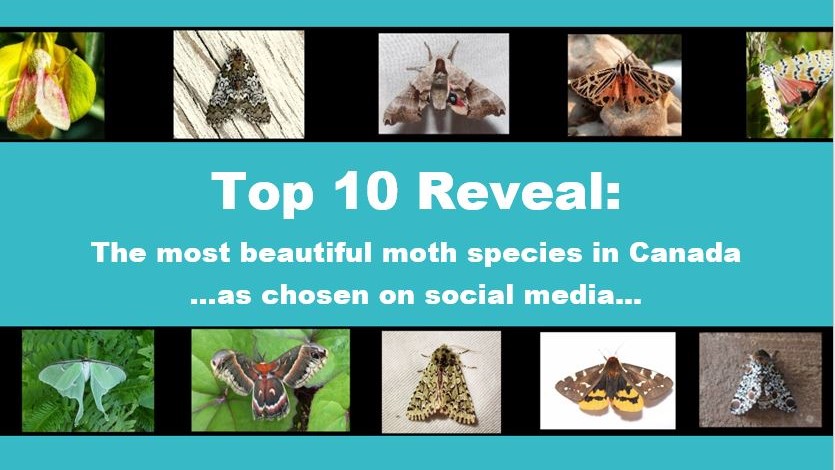 Ten different moths with onscreen text: Top 10 Reveal: The most beautiful moth species in Canada…as chosen on social media…